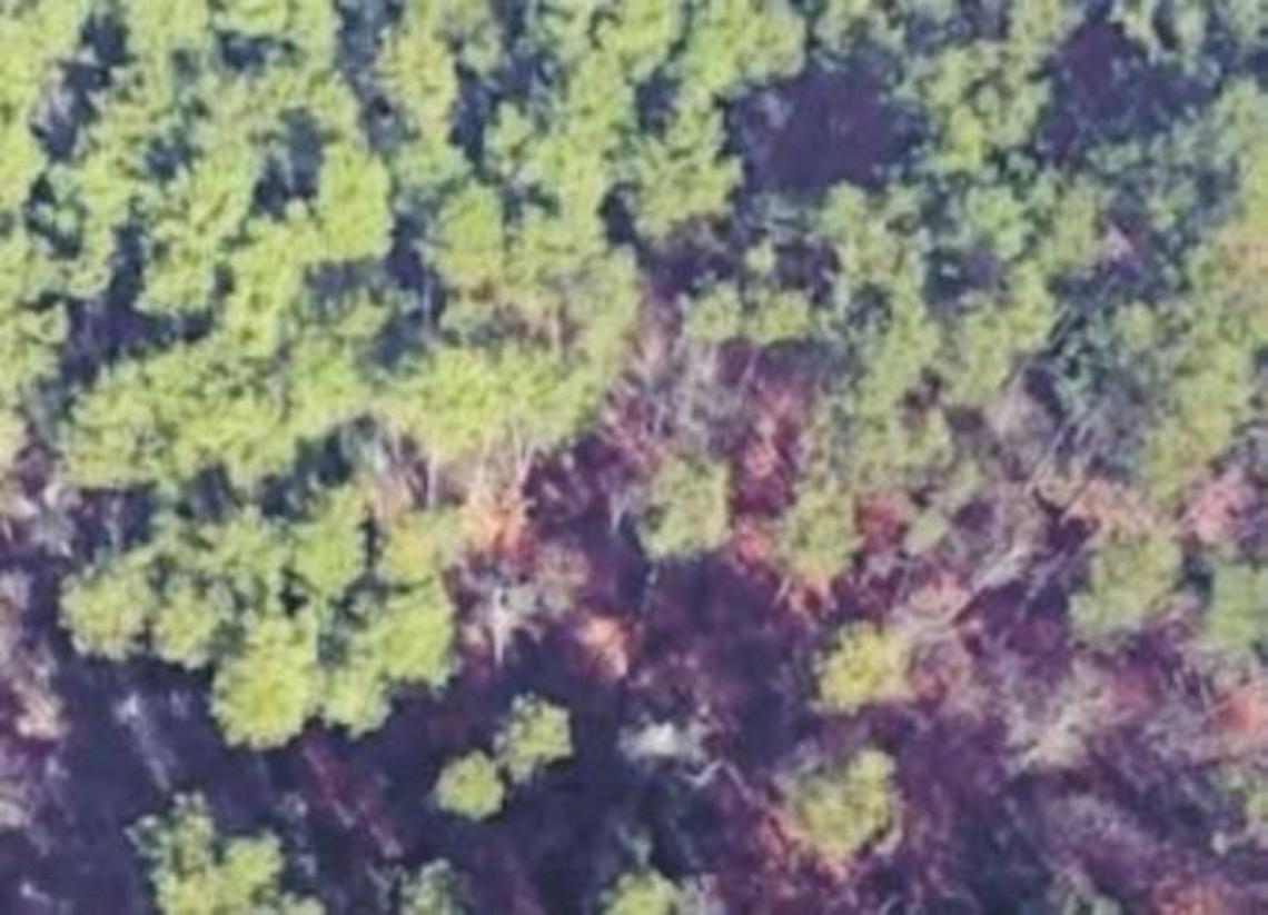 Trovato senza vita nel bosco Vandra: due mesi per la verità