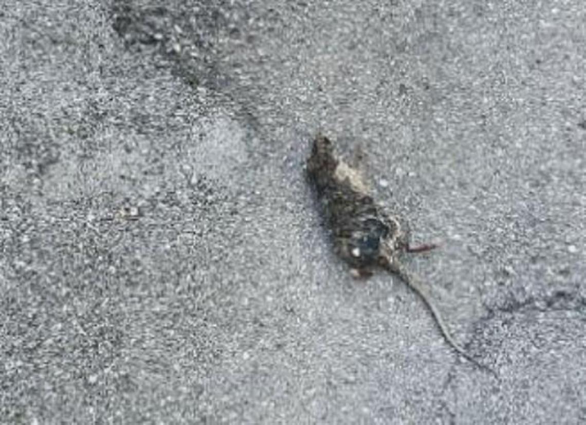 Topi e gatti morti in centro: forse si tratta di esche avvelenate. Residenti allarmati