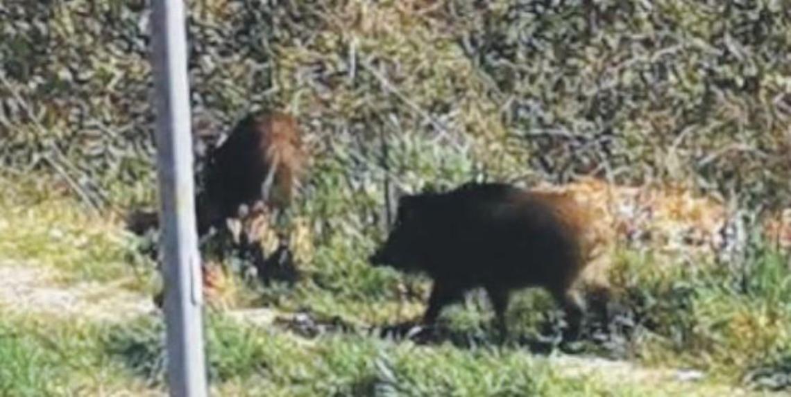 Cinghiali a spasso immortalati in viale America Latina: residenti impauriti