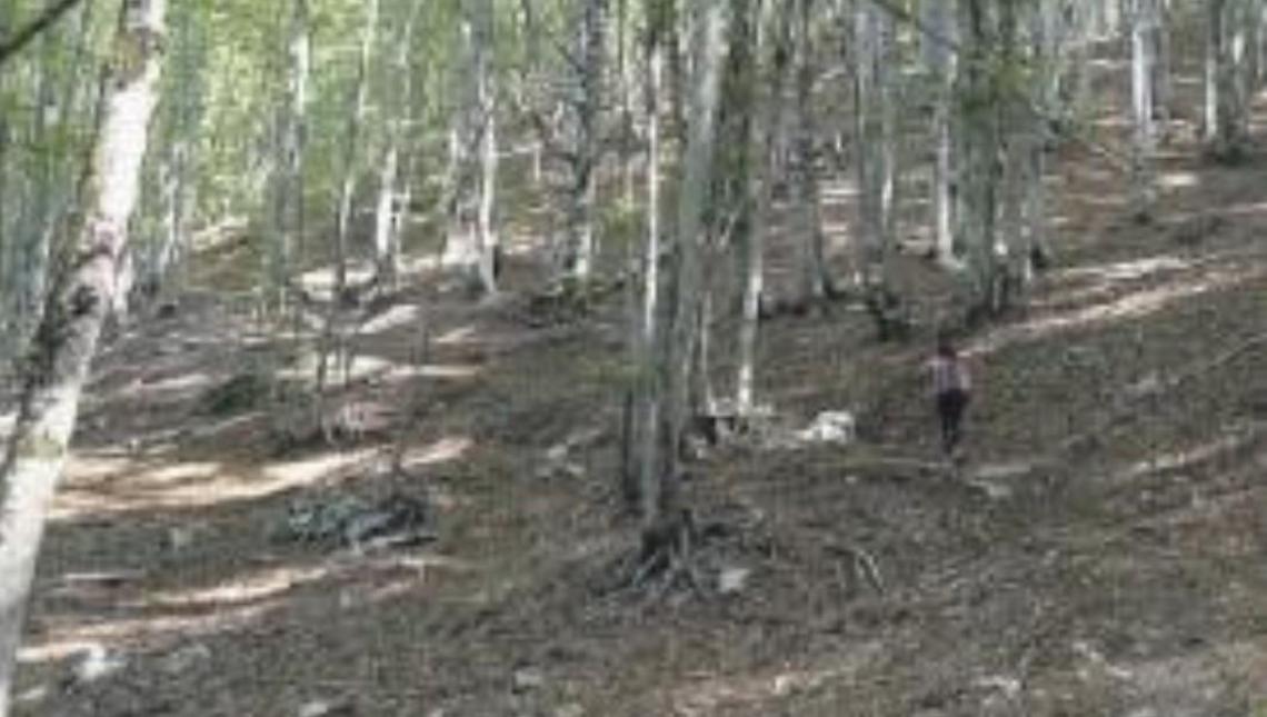 Cambiamenti climatici: la soluzione nella faggeta di Val Canneto