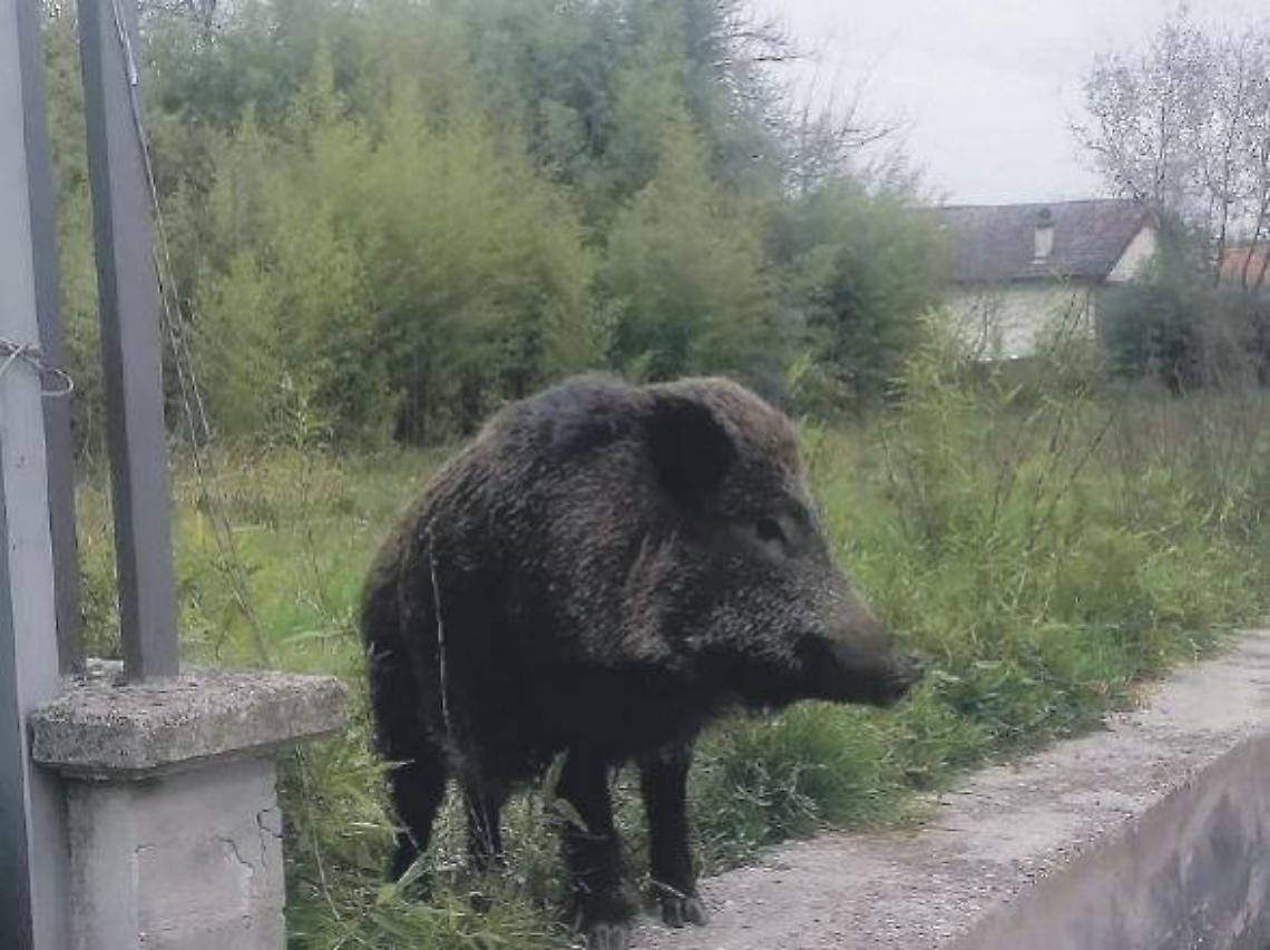 Enorme cinghiale con cuccioli a spasso in centro: rischi e paure per i residenti