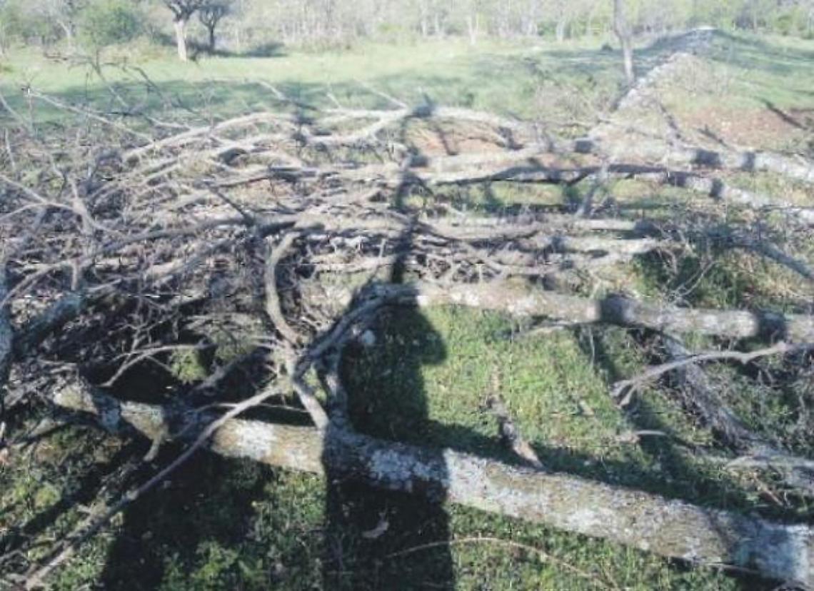 Una strage di querce. I volontari di Fare Verde chiamano i carabinieri