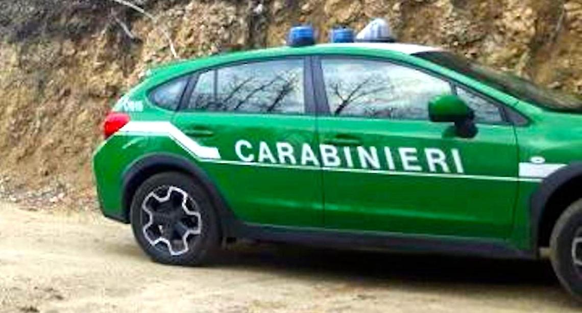 Sigilli a canile abusivo. Labrador allevati illegalmente