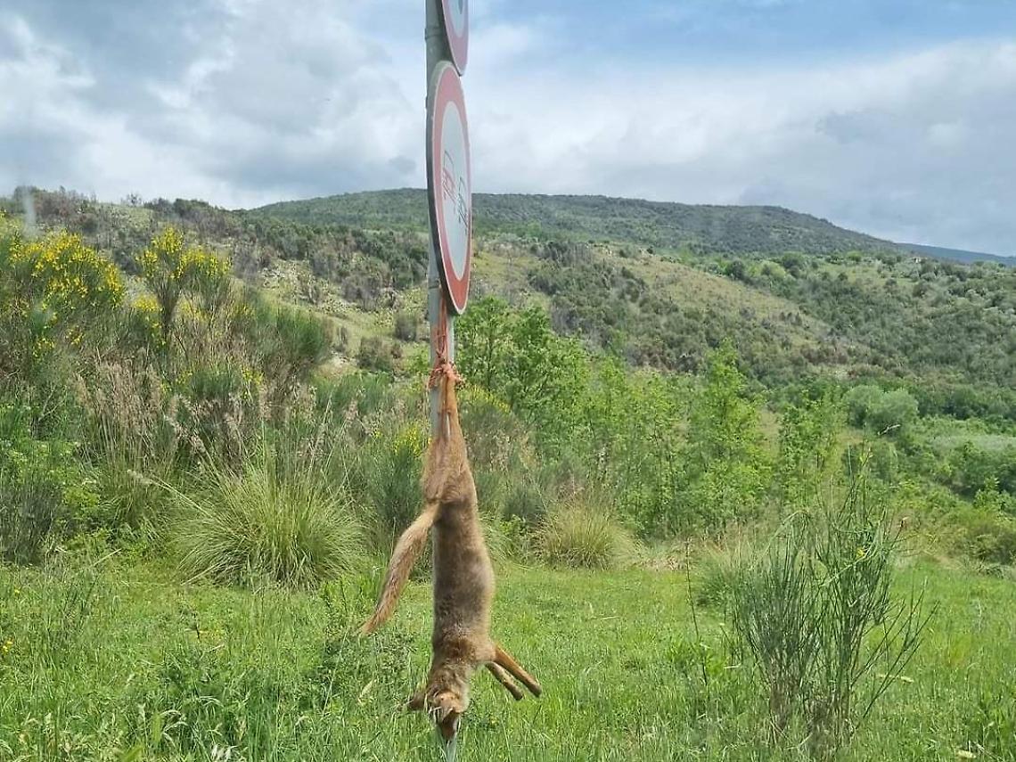 Volpe impiccata a testa in giù sulla provinciale: sdegno per la raccapricciante scena