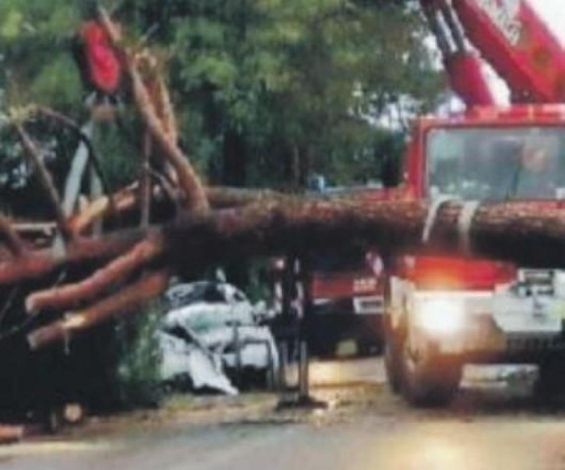 Schiacciati da un pino sulla Casilina, udienza decisiva fissata a luglio