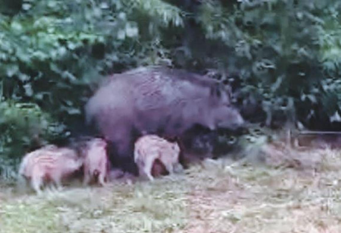 Mamma cinghiale allatta i suoi cuccioli in pieno centro: curiosità e allarme
