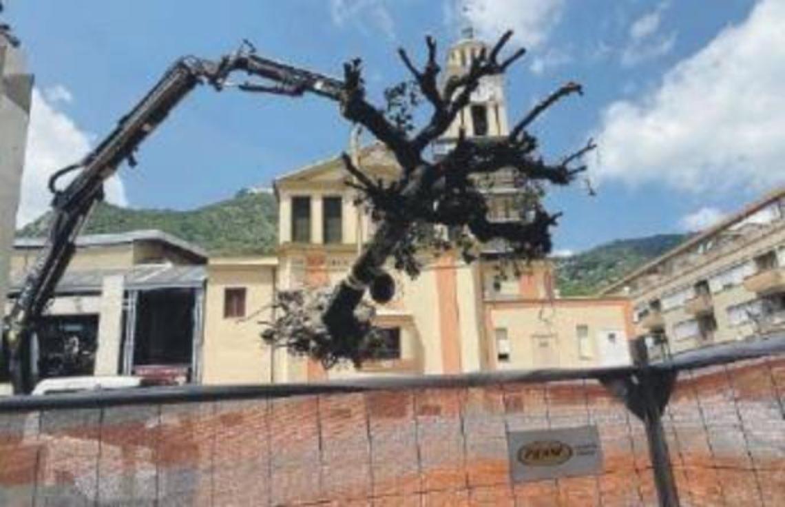 Cantiere di piazza Diamare: alberi sradicati. Insorge la Lipu
