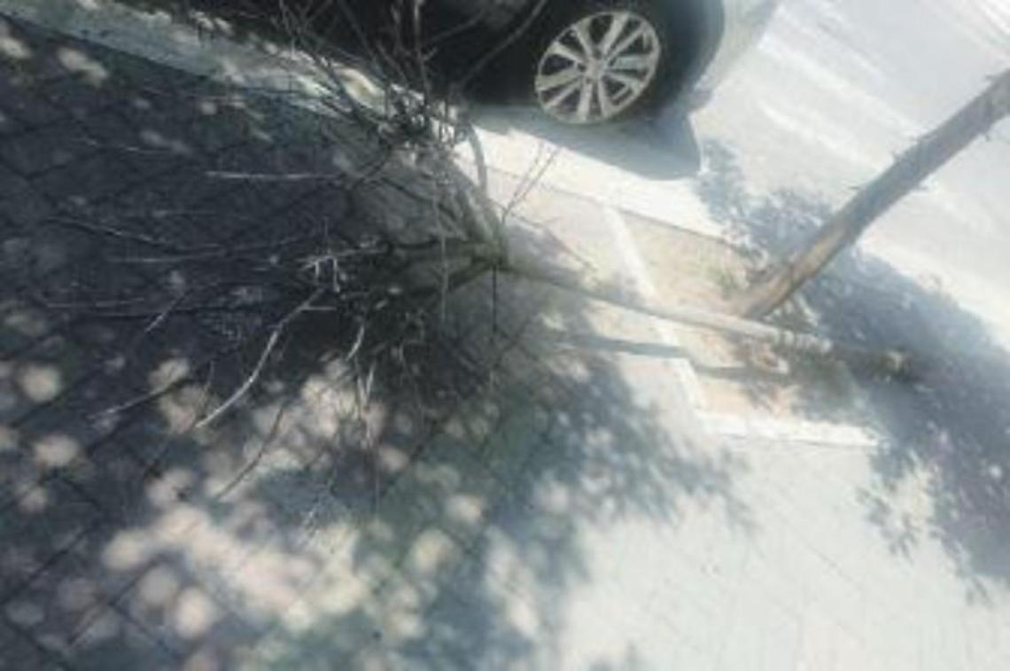 Albero cade mentre passano alcune studentesse. Polemiche tra i residenti