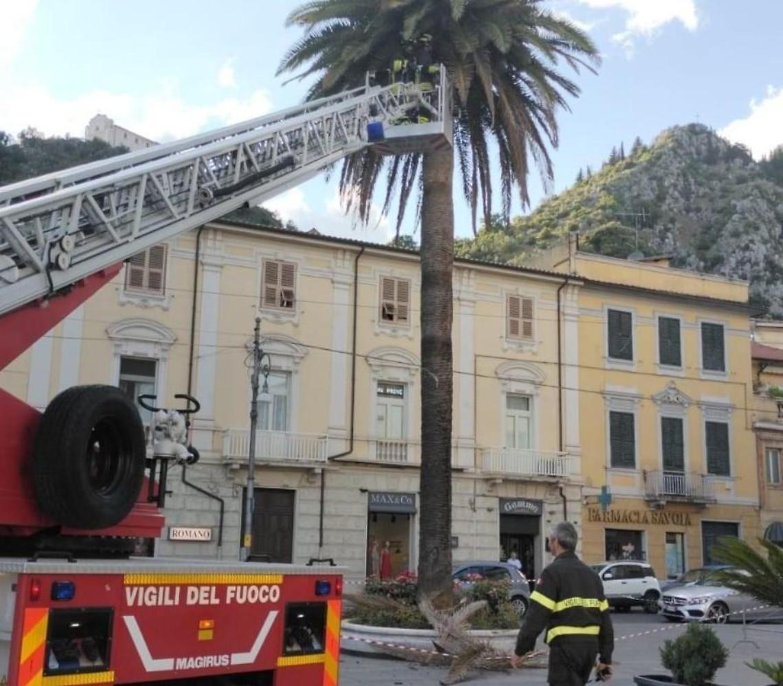 Forti raffiche di vento: caduto il ramo di una palma. Vigili del fuoco sul posto