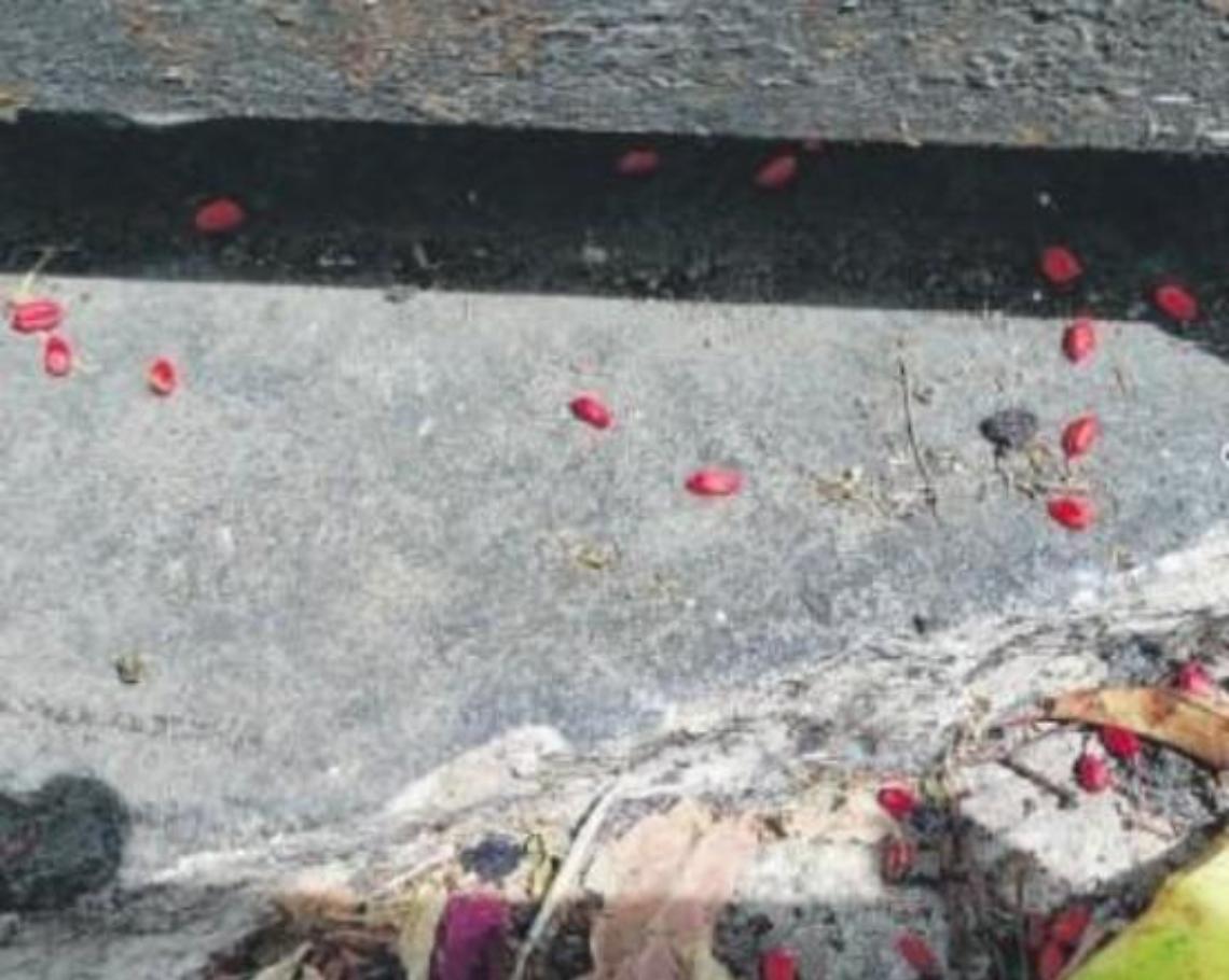 Esche per topi avvelenate in strada, l'allarme in pieno centro