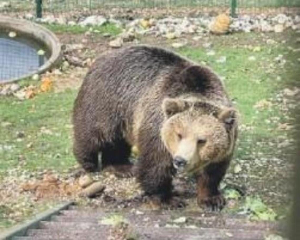 Convivenza con l'orso, esperti a confronto per fissare un modello
