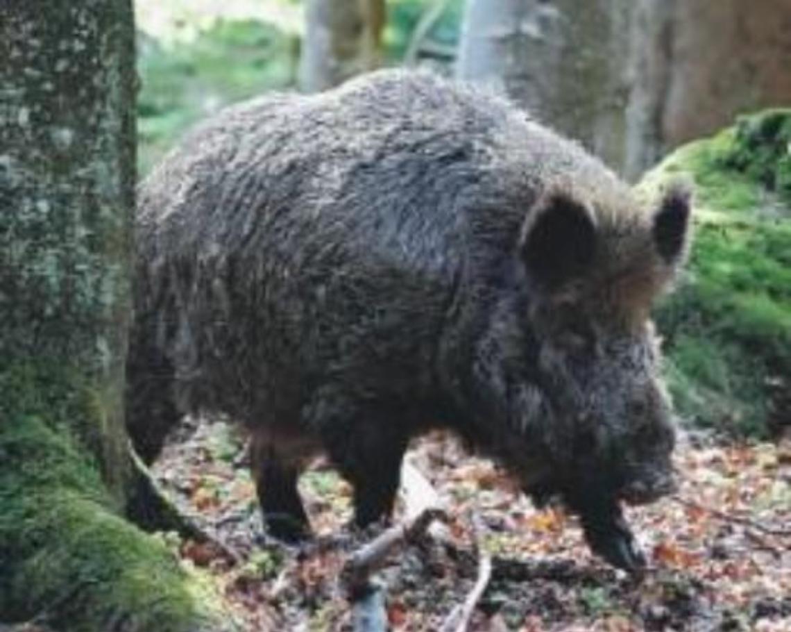 Peste suina africana, scatta l'allarme degli allevatori