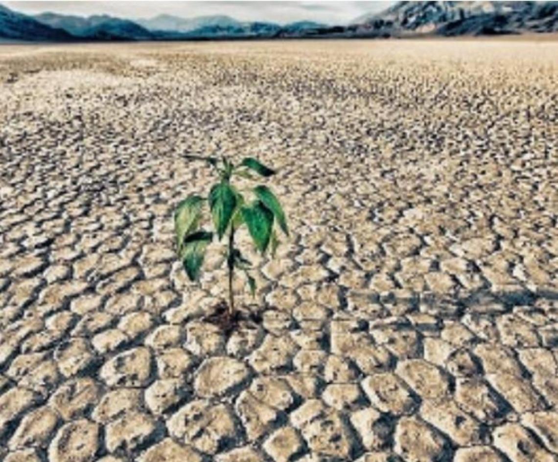 Siccità, Coldiretti lancia l'allarme: rischio desertificazione