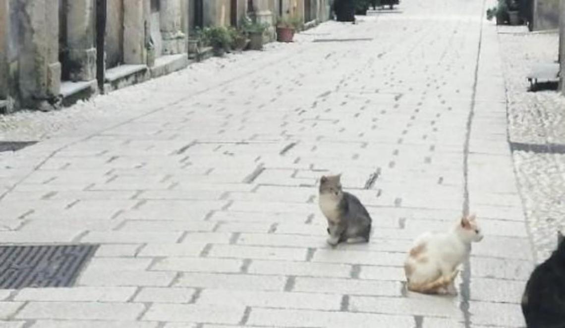 Troppi gatti randagi: scattano censimento e sterilizzazione