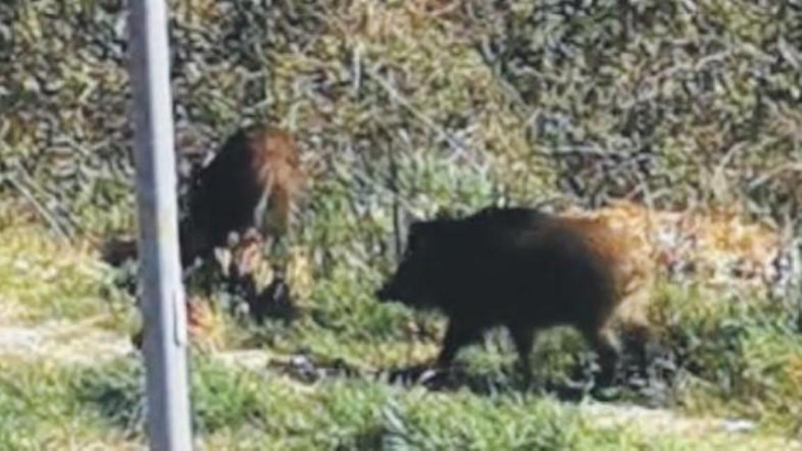 Spara ai cinghiali ma colpisce la porta di un'abitazione: denunciato un trentanovenne