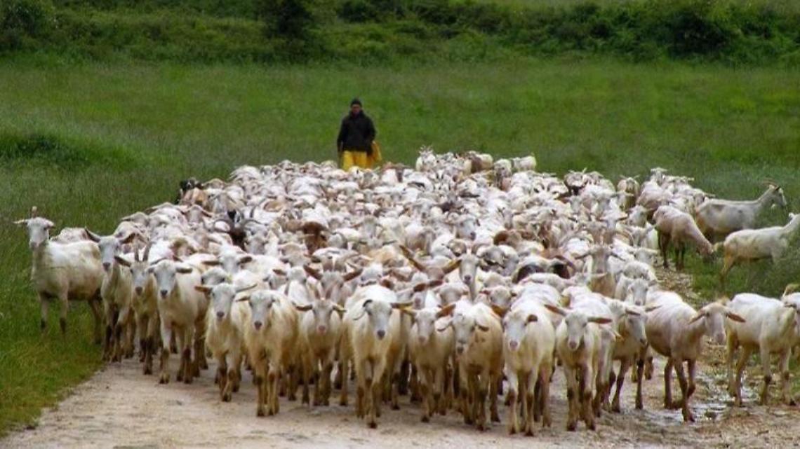 Pascoli salvi: ecco la Valutazione di incidenza ambientale