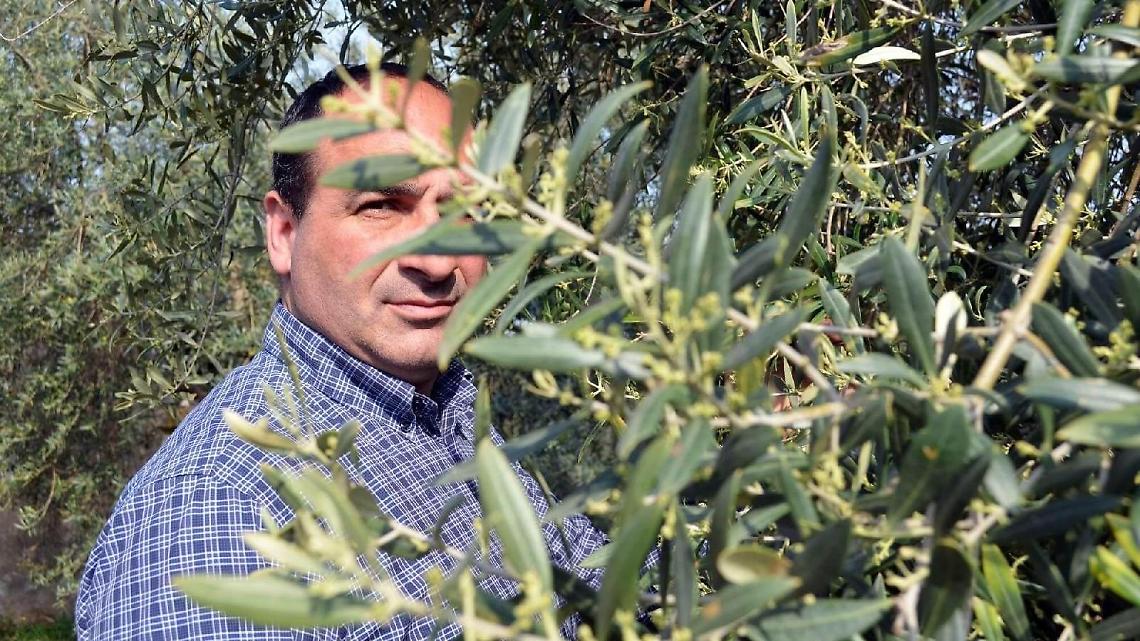 Flos Olei: Americo Quattrociocchi vince con la sua azienda dell'eccellenza