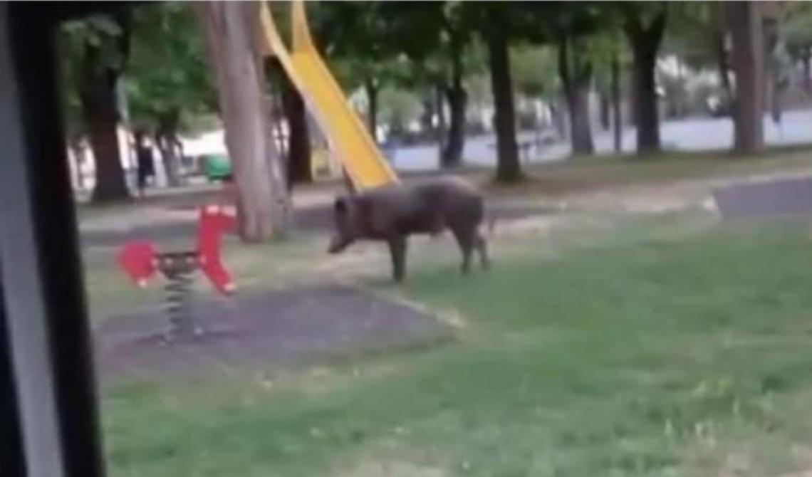 Paura al parco giochi, cinghiale tra le giostre dei bambini