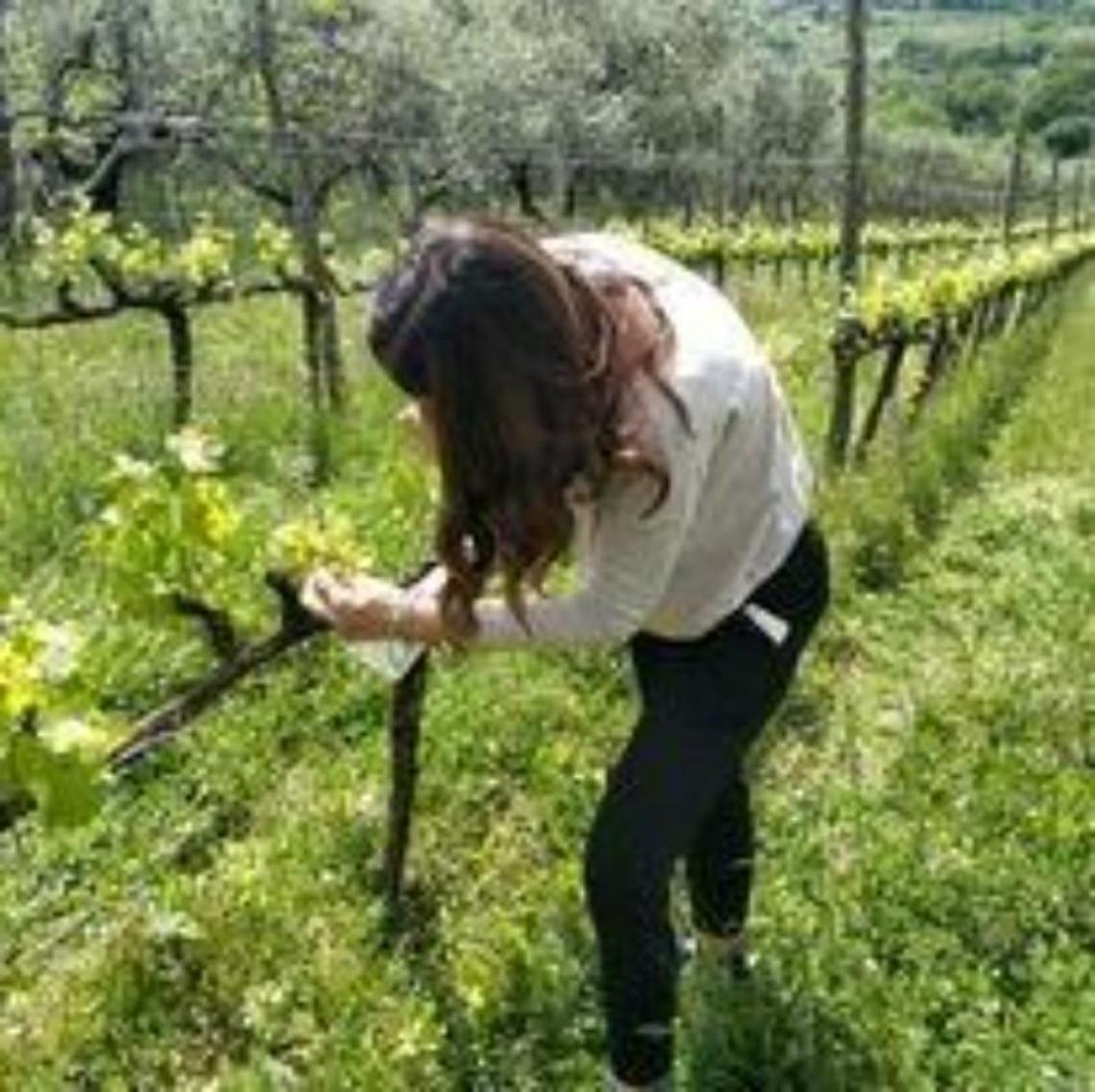 Cesanese del Piglio: un'annata difficile per il Docg. Le conseguenze di caldo e siccità