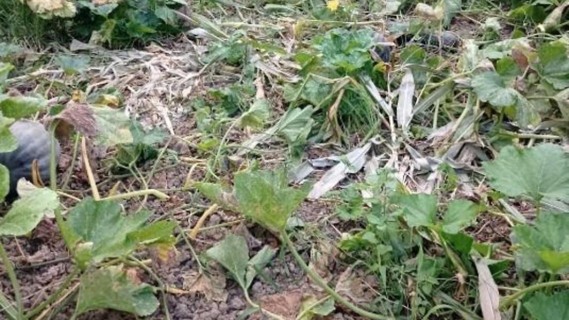 Rincorsa da una famigliola di cinghiali, l'allarme a Pulcherini