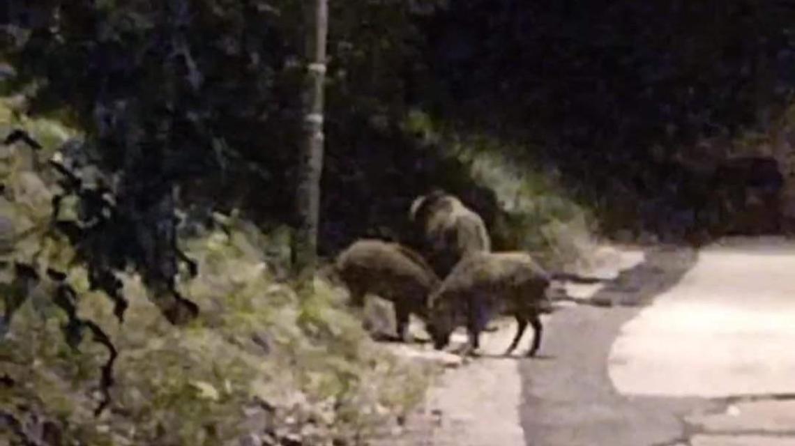 Cattura dei cinghiali. Cento firme per dire basta: la petizione