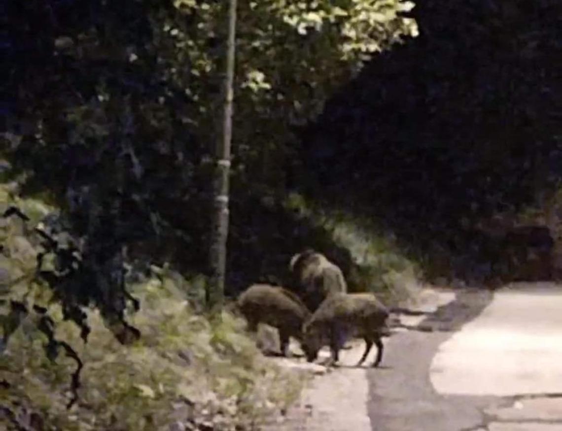 Allarme cinghiali in città. Ancora avvistamenti, si attendono istruzioni