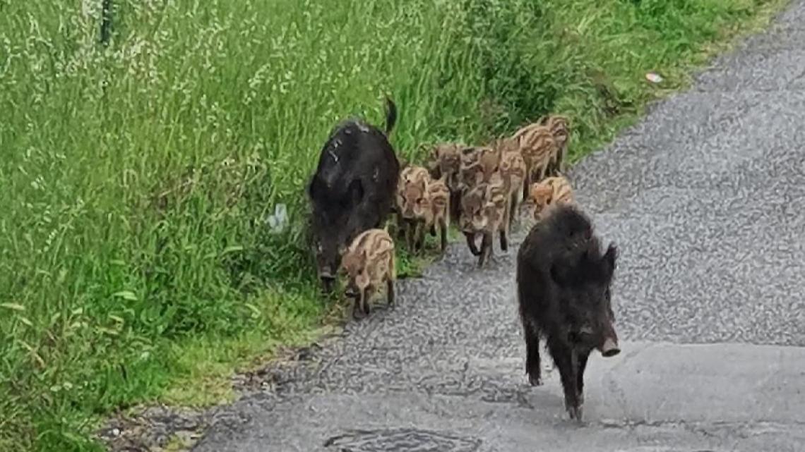 Emergenza cinghiali, marted&igrave; prossimo incontro in Regione