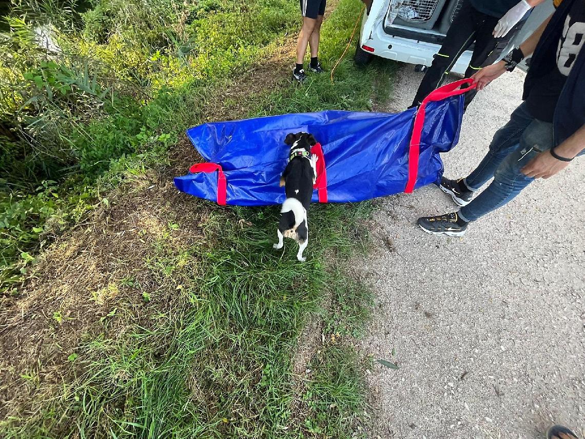 Cinghiale morto nel Rapido, arriva la Asl per le analisi