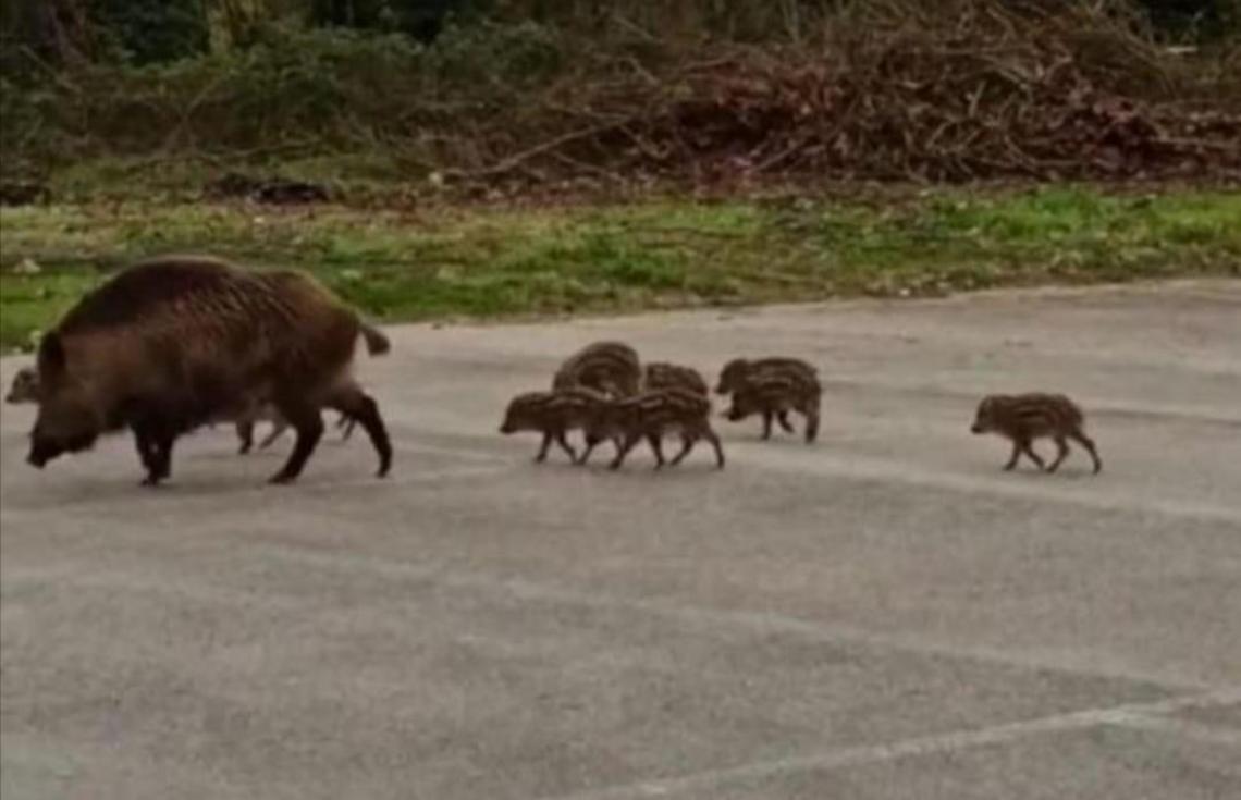Famiglie di cinghiali “a spasso” sulla regionale. Sicurezza stradale a rischio