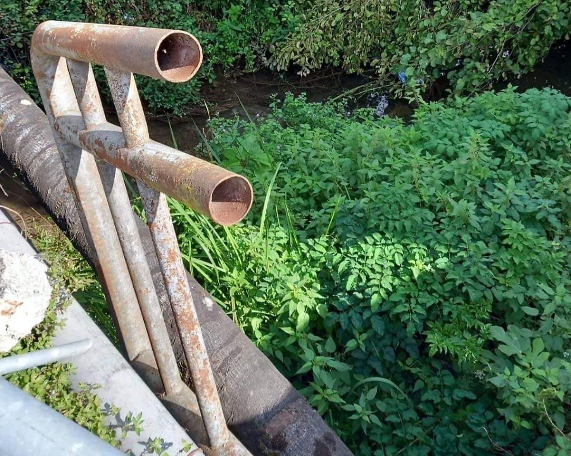 Albero crolla nel fiume Rapido: l'allarme dei residenti