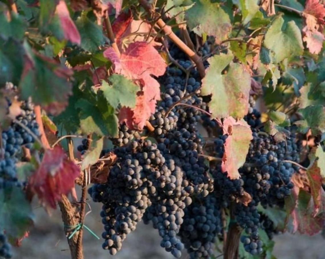 Cantine aperte in vendemmia. L'evento per gli enoturisti