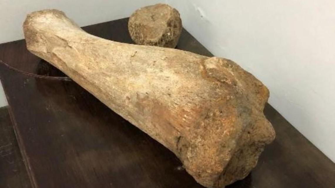 Trova casualmente un osso di elefante: la scoperta