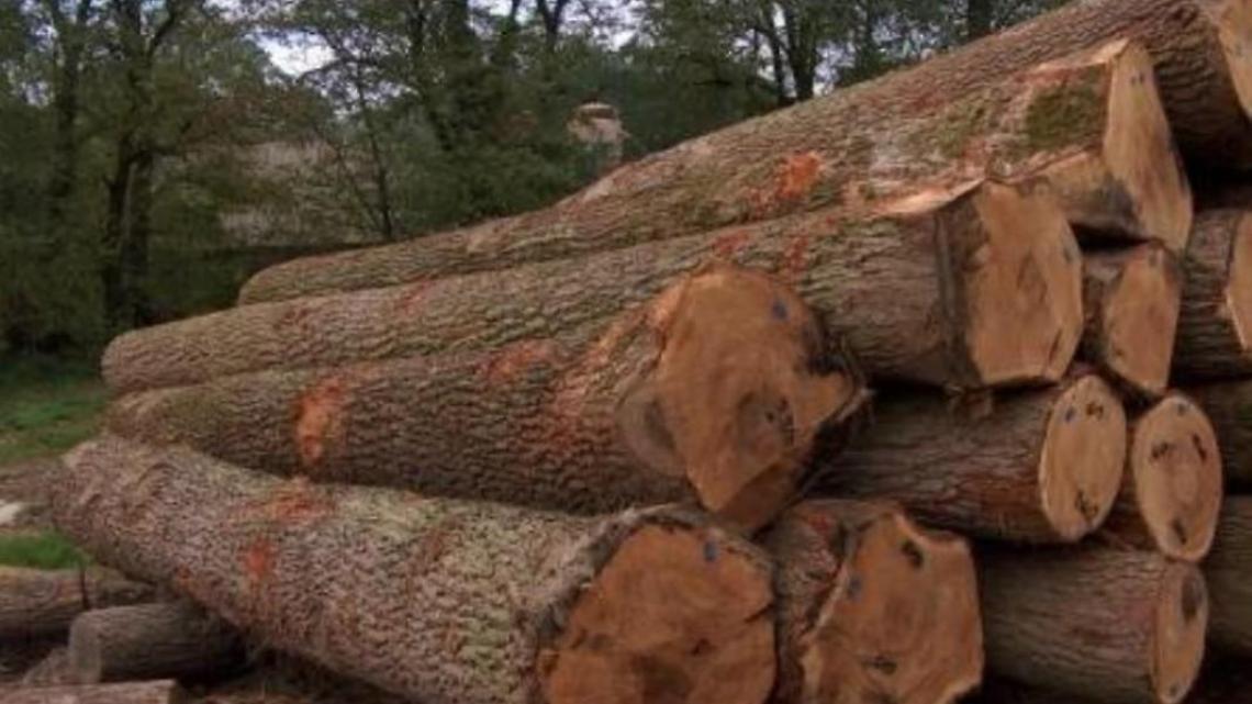 Caro energia, raccolta della legna nei boschi comunali