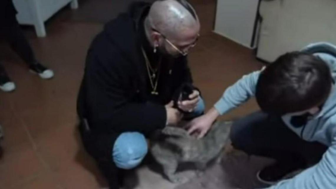 Gatti presi a calci: istituzioni e associazioni in campo