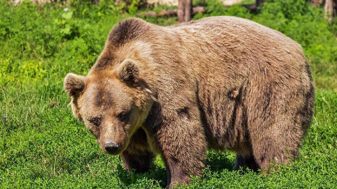 Antonio Rabbia morso da mamma orsa. Scoppia il caso