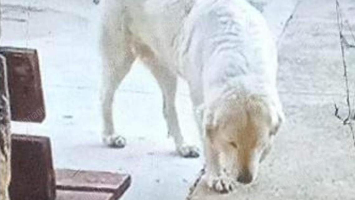 Polpette avvelenate in strada. Scilla ucciso a pochi metri da casa