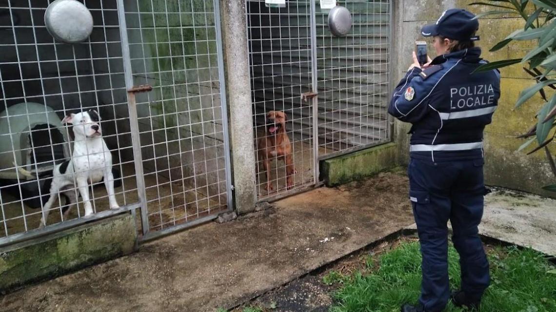 Randagi a caro prezzo: mantenere ogni animale costa 1.500 euro all'anno