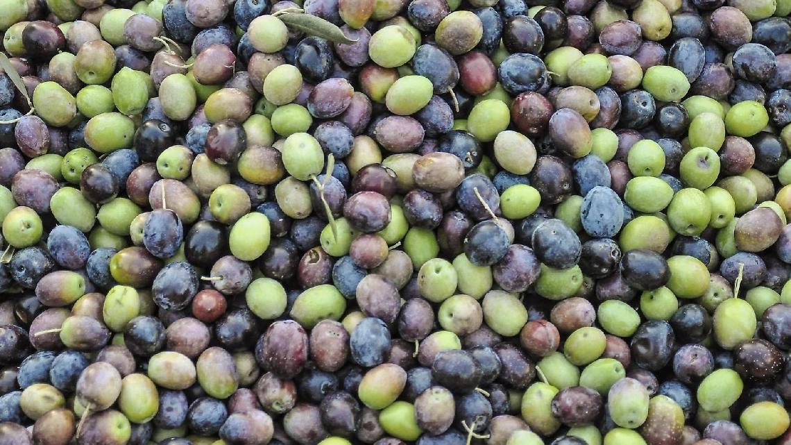 Le olive pontine di Americo Quattrociocchi vincono l'Ercole Olivario