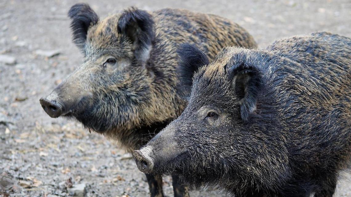 Un cinghiale gli taglia la strada. Muore a quarantasette anni