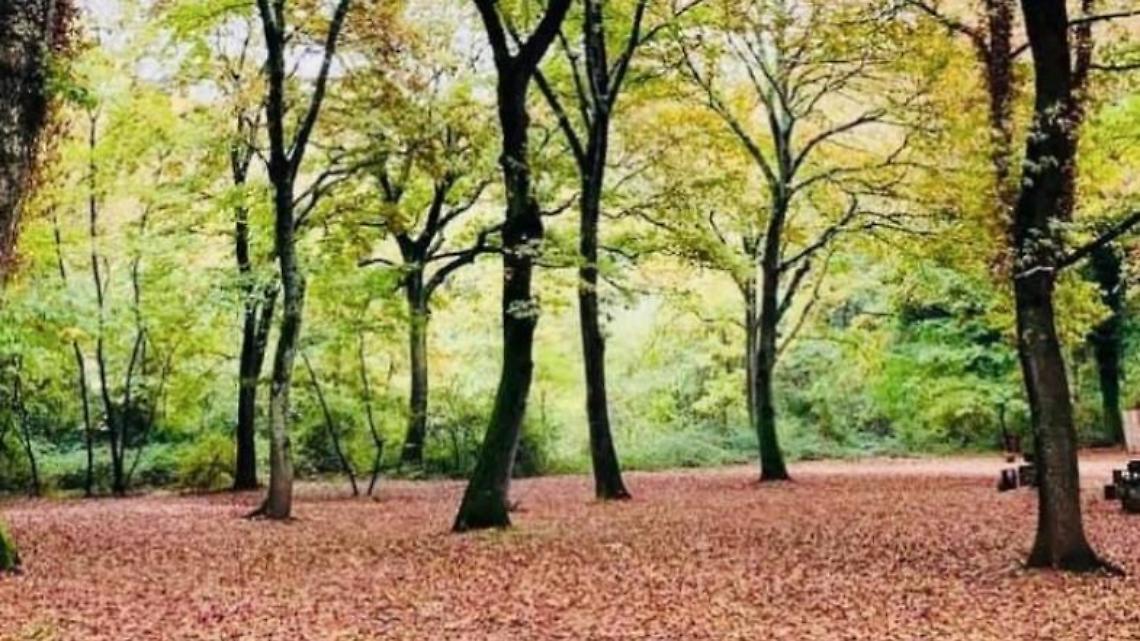 Location gratis per la prima coppia che si sposerà nel bosco