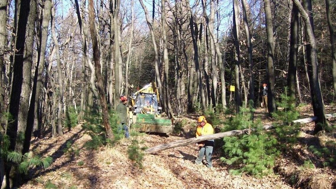 Legna rubata nel bosco E nessuno controlla
