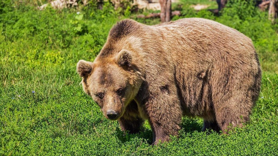 Morte dell'orso Sonia. Ciuffetta: «Purtroppo un evento naturale»