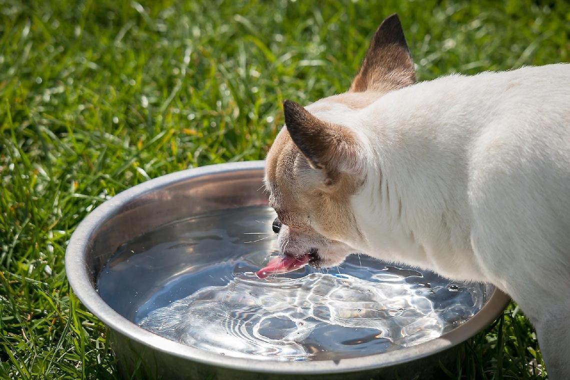 Attività senza autorizzazione. Stop a un allevamento di chihuahua