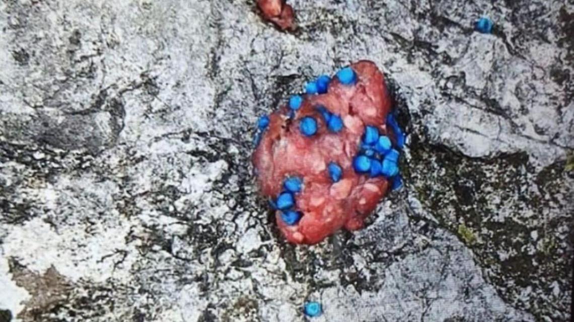 Torna l'incubo delle polpette avvelenate. Lo sfogo e la denuncia