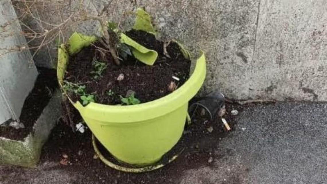 I vandali del sabato sera distruggono vasi e piante