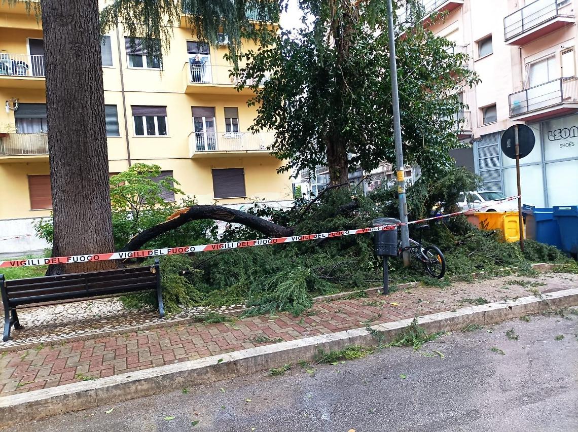 Grosso ramo si spezza in pieno centro. Intervenuti i vigili del fuoco