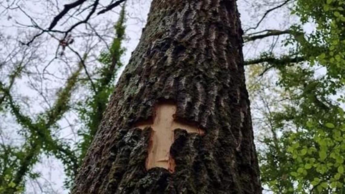 “Taglio del Maggio”, scelto l'albero che sarà protagonista della festa
