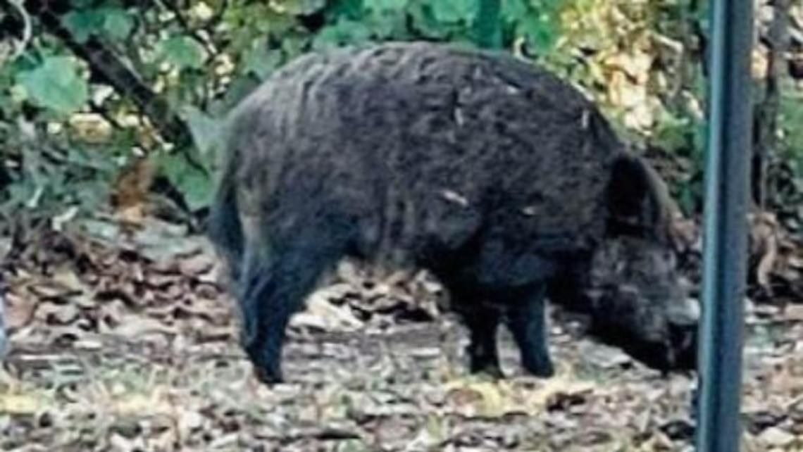 Ancora un incontro con un cinghiale. L'allarme lanciato da un cittadino