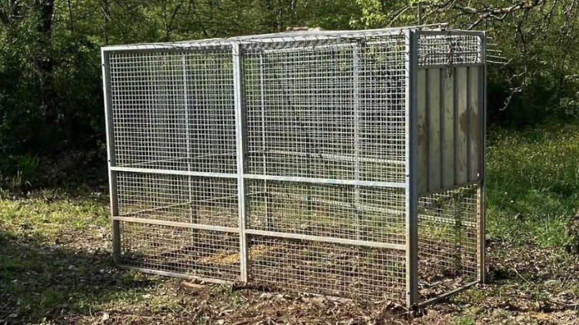 Allarme cinghiali. Gabbie sul territorio per catturarli