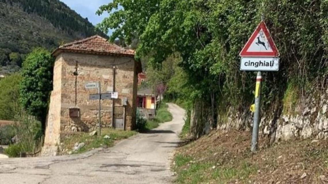 Attenzione ai cinghiali. Debuttano i cartelli di pericolo